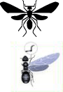 アリの羽蟻